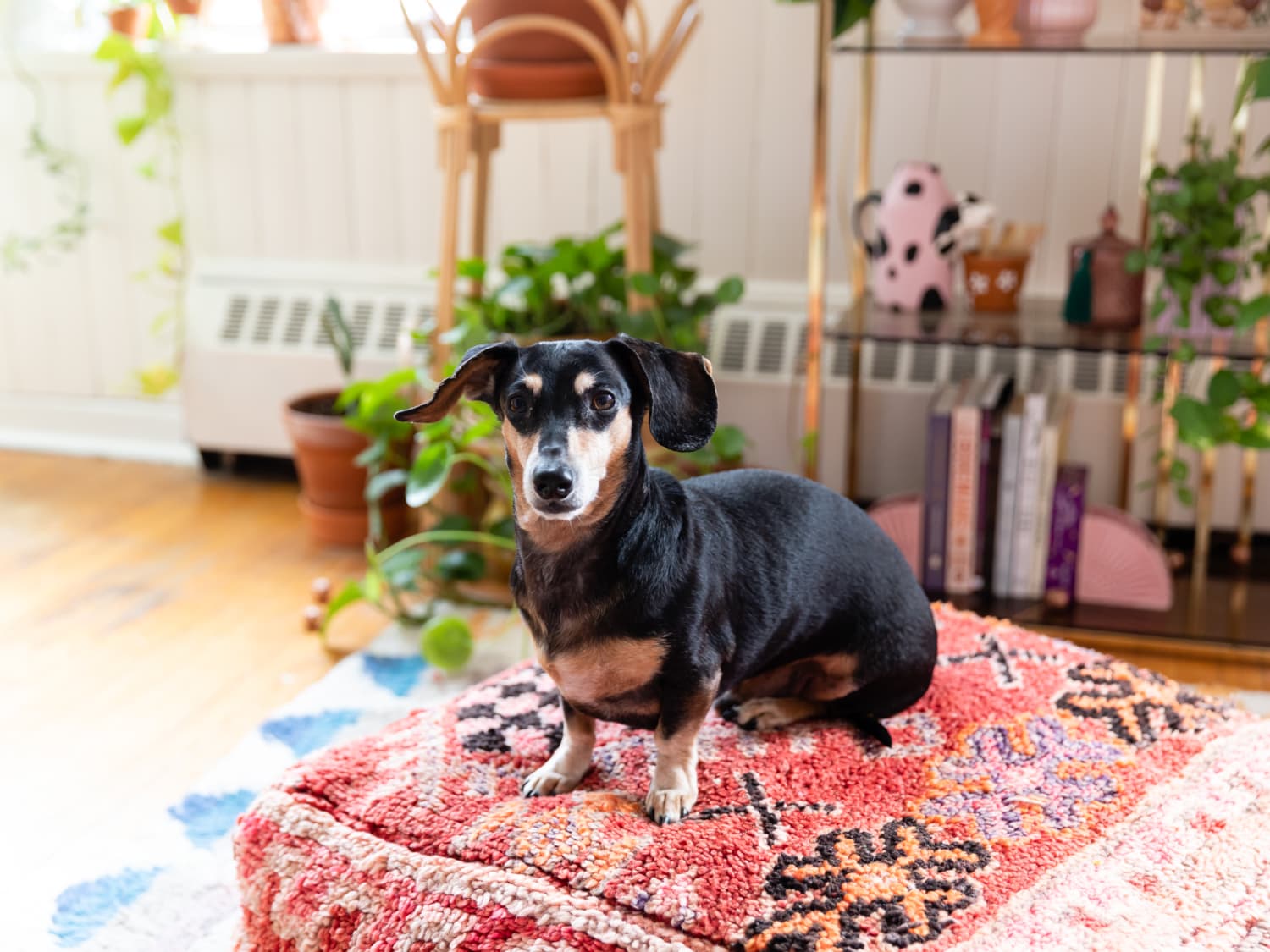 Best beds for dachshunds top